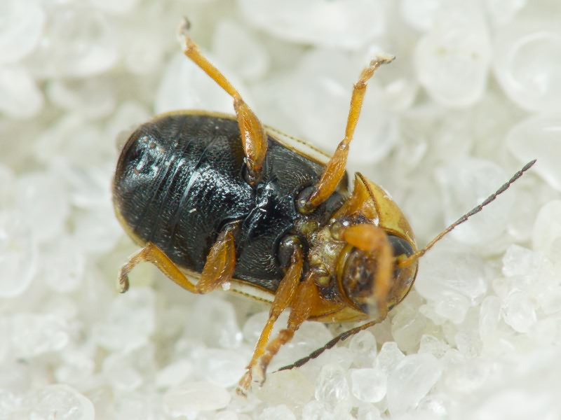 Cryptocephalus (Burlinius) fulvus Goeze, 1777